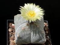 Thumbnail of 9999_Astrophytum myriostigma quadrocostatum_20170523(1).JPG